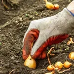 Календар на градинаря: През февруари садим пролетен лук и чесън на открито