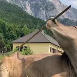 Кравата Вероника използва пръчката за гребен