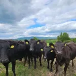 Най-скъпите телета - Vagu отглеждат в Дълбок дол