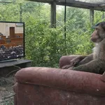 Алф зяпа Народното събрание