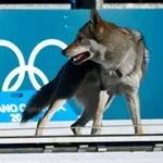 Най-неочакваният фотофиниш на Олимпийските игри: вълчак срещу скиори (видео)