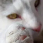 ПАЗИТЕЛЯТ НА ВРЪХ МУСАЛА: Котаракът Мъри е болен, търси се помощ