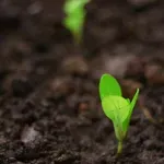 Температурата е ключова за покълването на разсада