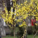 Слънце за Деня на жената!