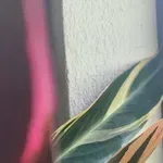 Оризовата вода е идеална за стайни растения