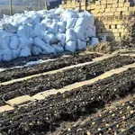 Без фрезоване и без усилие: Деси Владовска отглежда картофи, без да копае