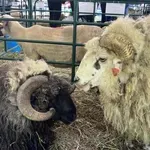 Божидар Иванов, шеф на Институт по аграрна икономика: Всеки грък пие по 110 л овче мляко, българинът 12 л