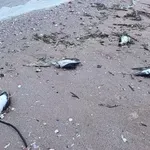 ЗЛОВЕЩО! Десетки мъртви птици по крайбрежието на Шабла