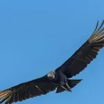 ЖЕСТОКОСТ: Откриха отровен черен лешояд във водите на Бяла река (СНИМКИ)