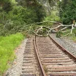 Паднало дърво спря влака между Мирково и Столник