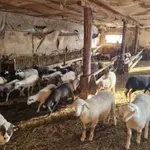 БАБХ: Шарката по овцете не е от нелегални ваксини