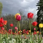 Оставете листата на луковичните да изсъхнат