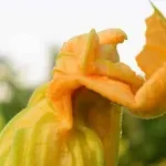 Обичат подхранване: Тиквичките искат поне 6 часа слънце