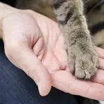 ЗВЕРСТВО В МУСАЧЕВО: Шофьор брутално прегази котета на улицата! (ВИДЕО)