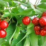 ЛЕДЕНА СМЪРТ ЗА ЧЕРЕШИТЕ: Кюстендил остава без реколта!