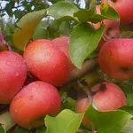 Българската наука в офанзива: Кюстендилски ябълки и череши борят климатичните промени