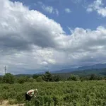 Овощари искат нов разчет на акциза за горивата