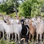 В града на Лили Иванова - Кубрат: Ферма отглежда нубийски кози и арабски овце