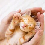 Седем признака: Колко те обича котката!