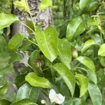 Няма опасност от слани, но пръскайте лозята срещу мана и акари