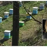 Губим 450 хил. пчелни семейства