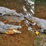 Британец преплува 55 км в река сред 5500 крокодила!