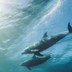 МОРСКА ТРАГЕДИЯ ВЪВ ВАРНА: Откриха три мъртви делфина на плажа в Аспарухово