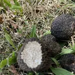 Работилничка за сирена с трюфели посреща гости от Европа