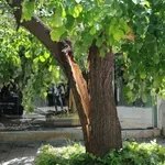 Силният вятър събори дървета в Русе