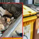 ЖЕСТОКОСТ: Психопат изхвърли сляпо куче с вързани крака в контейнер за смет (СНИМКИ)