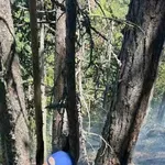 След три дни борба с огъня потушиха пожара високо в Пирин (СНИМКИ)