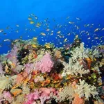 СКАНДАЛ В МОРЕТО: Гръцките данъчни разбиха черна мрежа за корали
