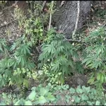 ГОРЕЩА АКТИВАЦИЯ: Полицията разкриха тайник с марихуана (СНИМКА)