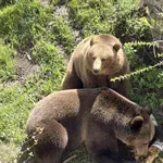 Борино става първата в България общност за мирно съжителство с мечки