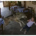 ЖИВОТНИТЕ ПОЛУДЯХА: Вълк нахлу в таверна и нападна дете!