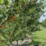 Семейство отглежда 7 хил. дръвчета с праскови