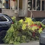 НА КОСЪМ: Клон падна до майка с количка в центъра на Варна