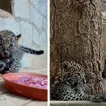 Зоопаркът в Стара Загора си има нови обитатели – леопардови близнаци