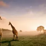 25 важни, интересни и вдъхновяващи филма и сериала за природата