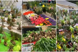Sejem Ortogiardino: raj za ljubitelje vrtov, cvetja in kulinarike