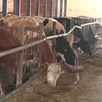 Mljekare otkazuju otkup mlijeka u TK: Mljekari očajni, prosipaju ga