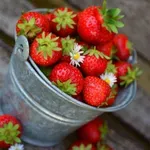 Većina pogrešno pere jagode: Ova navika može ih brže pokvariti