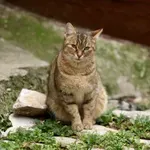 Zanimljive činjenice o mačkama koje je nauka potvrdila