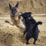 Zašto mali psi toliko drhte, a veliki ne?