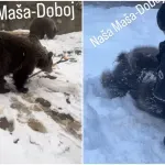 Dobojske medvjedice Maša i Ljubica uživaju u zimskoj čaroliji i tope srca / VIDEO