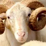 Rijaset IZ i federalne institucije: Pojačane veterinarske kontrole uoči Kurban-bajrama