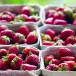 7 zlatnih pravila za uspješan uzgoj domaćih jagoda