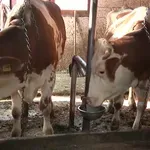 Iako bh. mljekari proizvedu 55% potreba tržišta, uveze se preko 70%: "Mlijeko upitnog kvaliteta, puno palminog ulja"