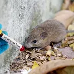 Savjeti epidemiologa: Trebaju li se građani BiH brinuti zbog širenja hantavirusa