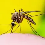 Virus Zapadnog Nila širi se Hrvatskom: Dvoje pacijenata na respiratoru, pronađen i u uginulim vranama